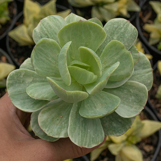 Echeveria Pech Pride Variegated