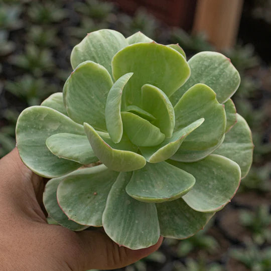 Echeveria Pech Pride Variegated