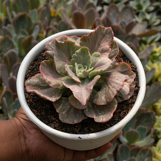 Echeveria Pink Cloud