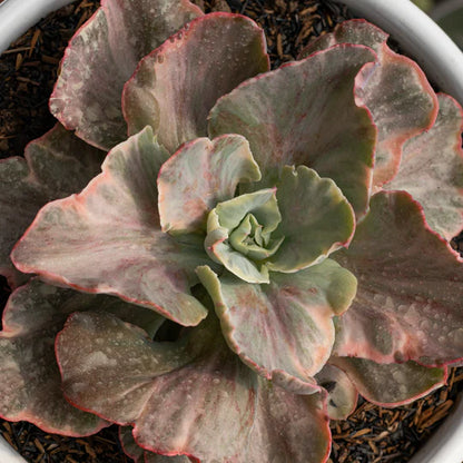 Echeveria Pink Cloud