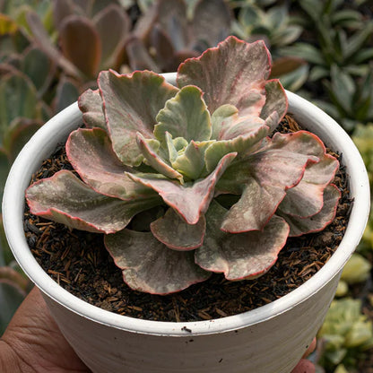 Echeveria Pink Cloud