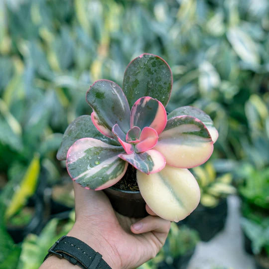 Echeveria Primadona