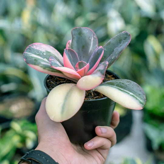 Echeveria Primadona