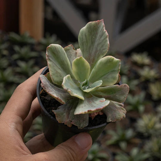 Echeveria Purple Huzze