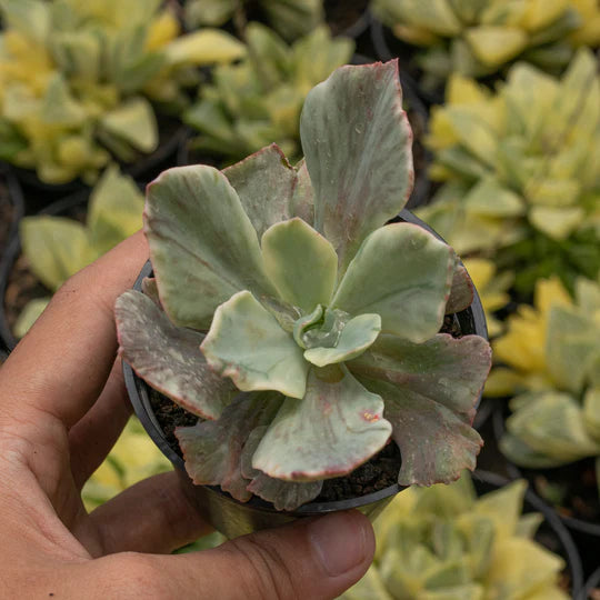 Echeveria Purple Huzze