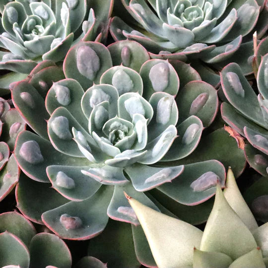 Echeveria Rain Drop