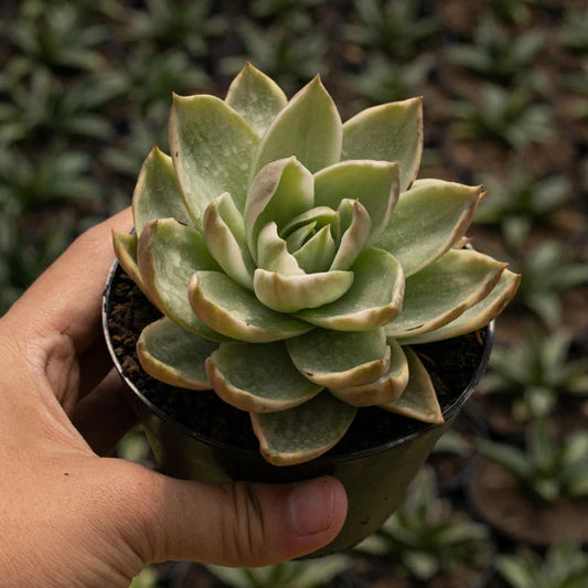 Echeveria Rubella