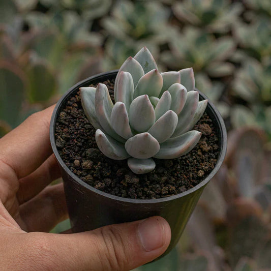 Echeveria Simonosa Variegated