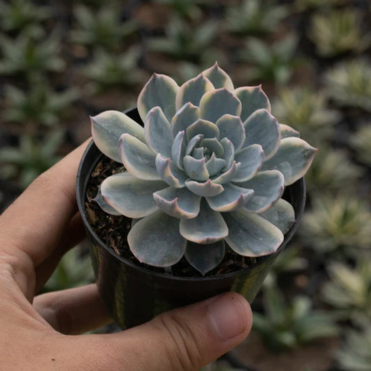 Echeveria Subsesilis Variegated