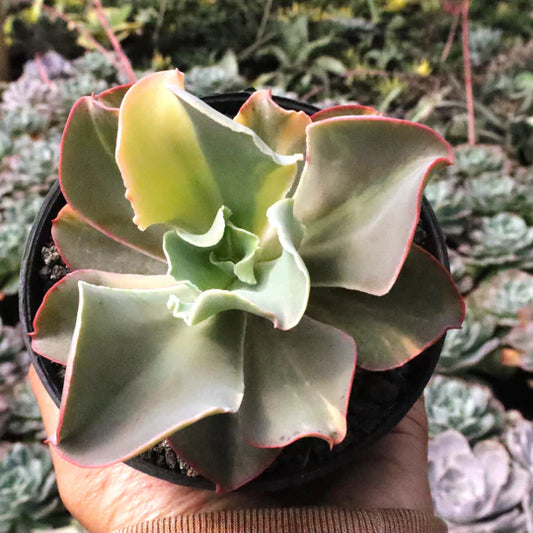 Echeveria Takasago No Okina Variegated