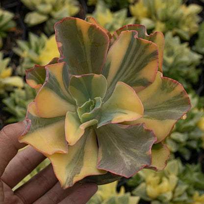 Echeveria Takatsago No Okina Variegated