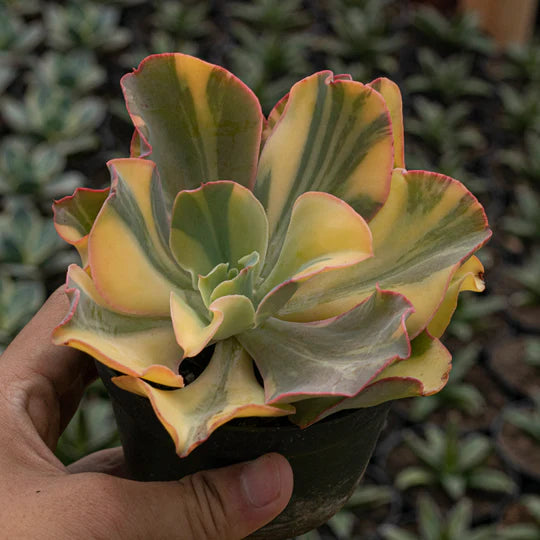 Echeveria Takatsago No Okina Variegated