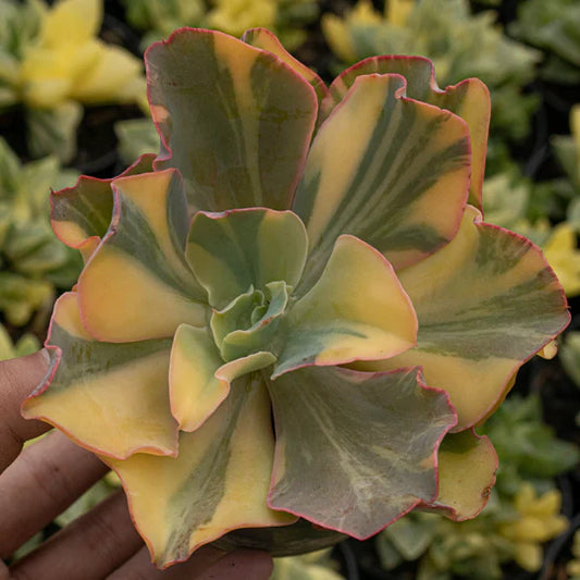 Echeveria Takatsago No Okina Variegated