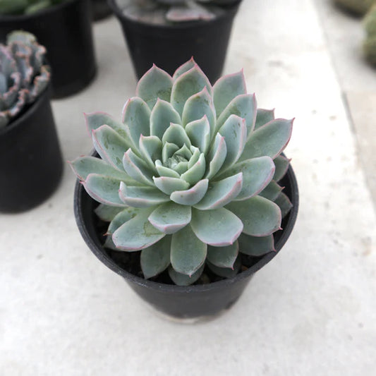 Echeveria Violet Queen