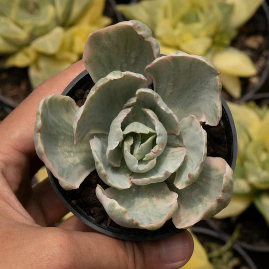 Echeveria White Cloud