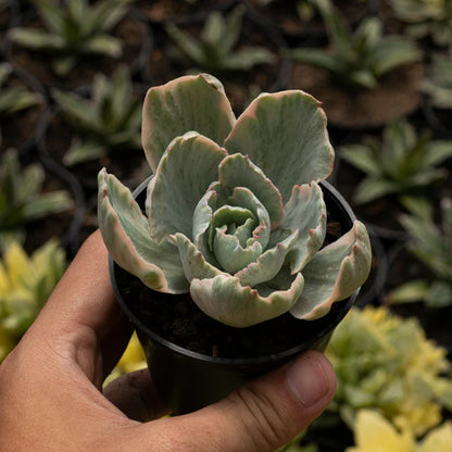 Echeveria White Cloud