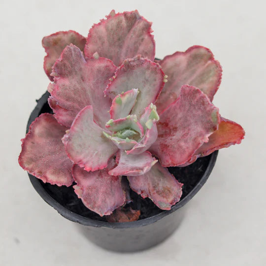 Echeveria dragon fin