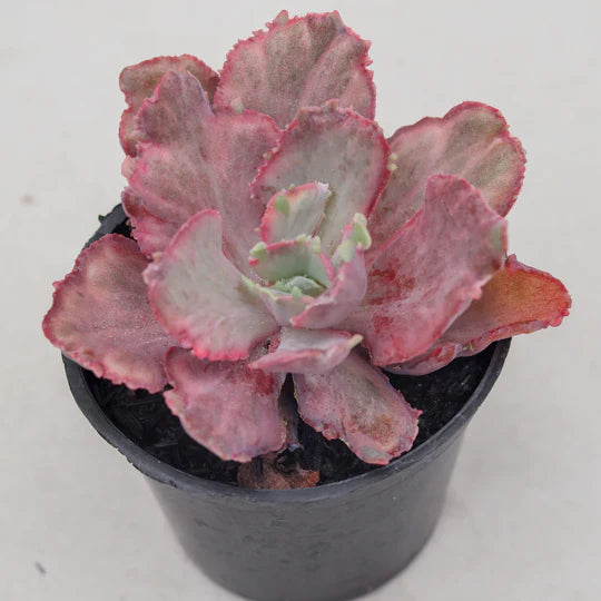 Echeveria dragon fin