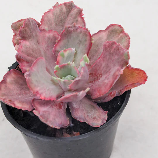 Echeveria dragon fin