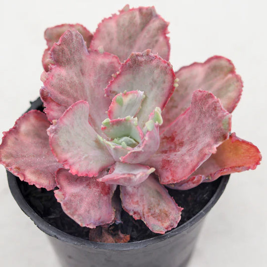 Echeveria dragon fin