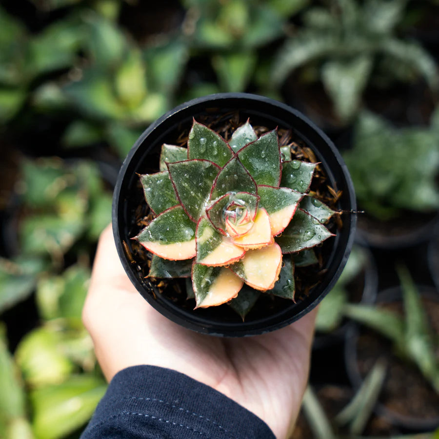 Echeveria monocoretis