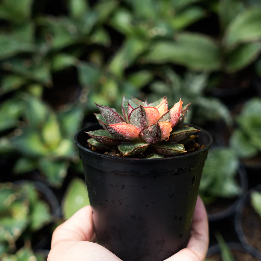 Echeveria monocoretis