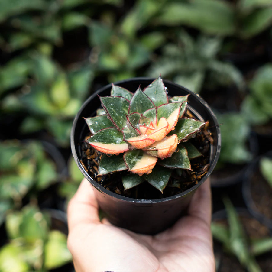 Echeveria monocoretis