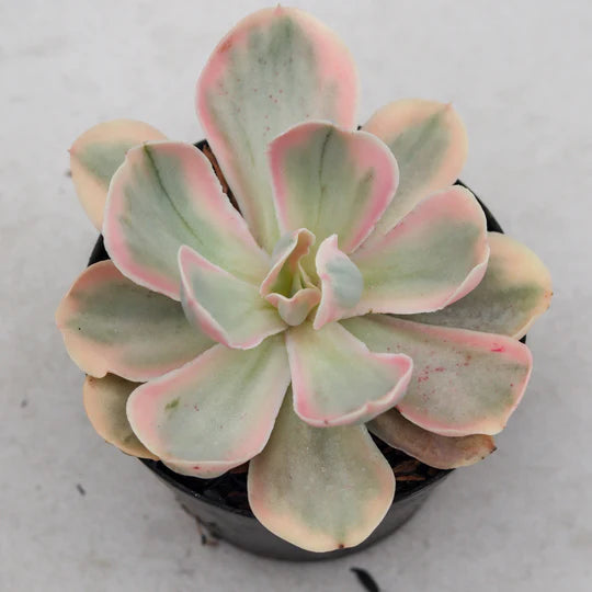 Echeveria pink angel