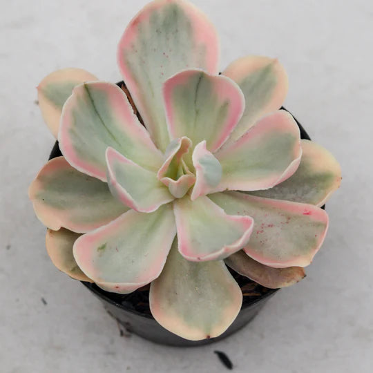 Echeveria pink angel