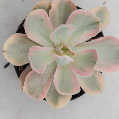 Echeveria pink angel