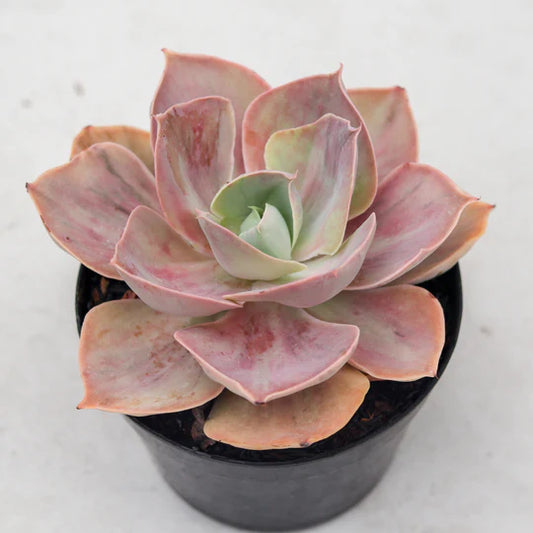 Echeveria rose rainbow