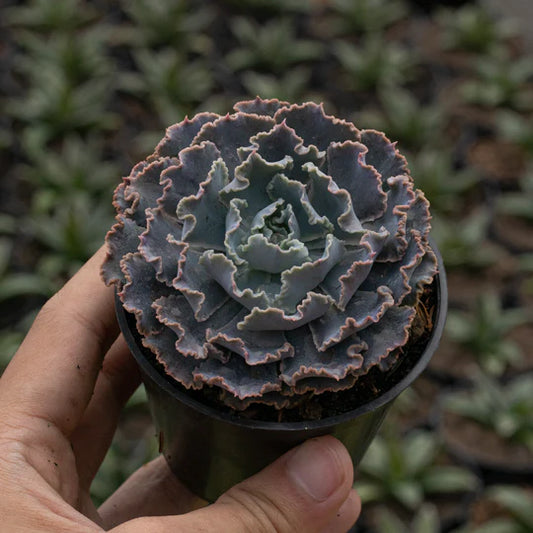 Echeveria truffles