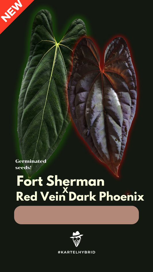 Frø: Fort Sherman x Red Vein Dark Phoenix