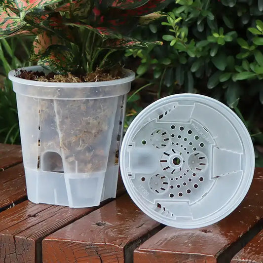 Transparent Self Watering Pot for Alocasias