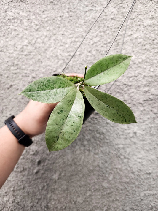 Hoya Forbesii Silver - eksklusivt produkt, begrenset antall tilgjengelig