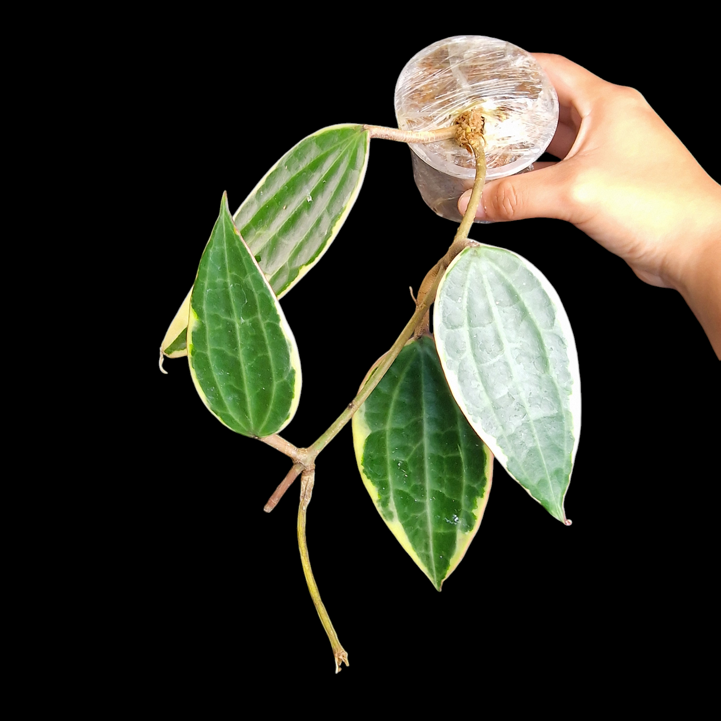 Hoya macrophylla albomarginata