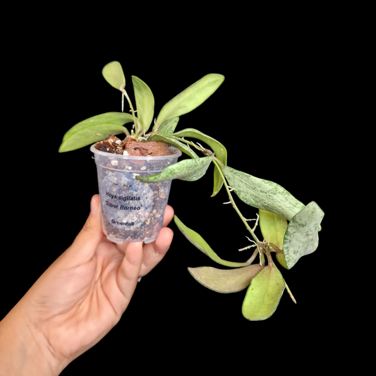 Hoya sigilatis 'Silver Borneo'