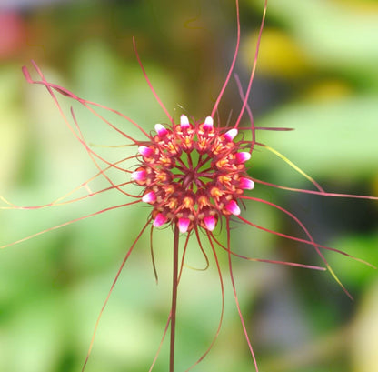 Bulbophyllum gracillimum