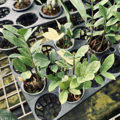 Zamioculcas zamiifolia Variegated