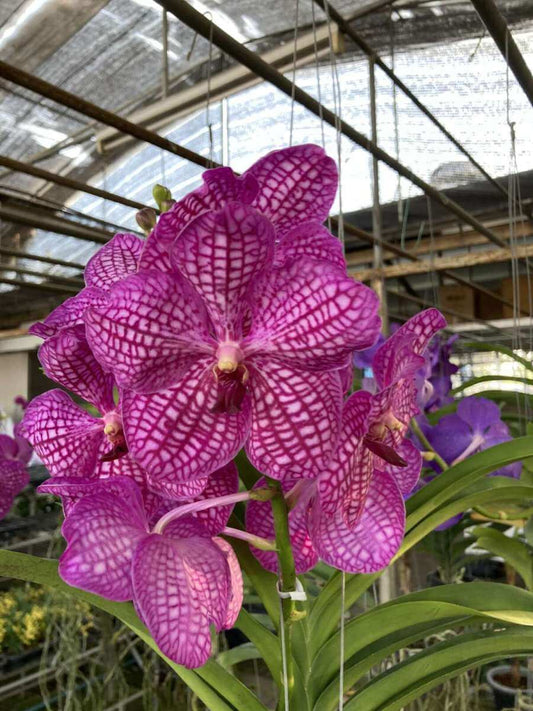 Vanda Patchara Pink