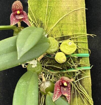 Bulbophyllum Disciflorum - Trias Disciflora