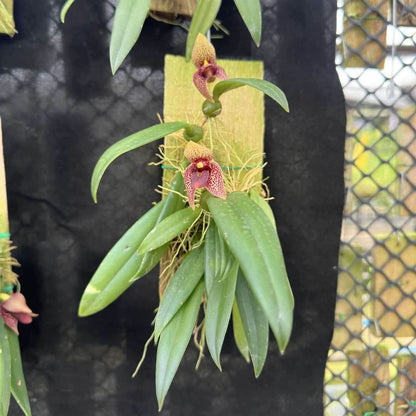 Bulbophyllum Disciflorum - Trias Disciflora