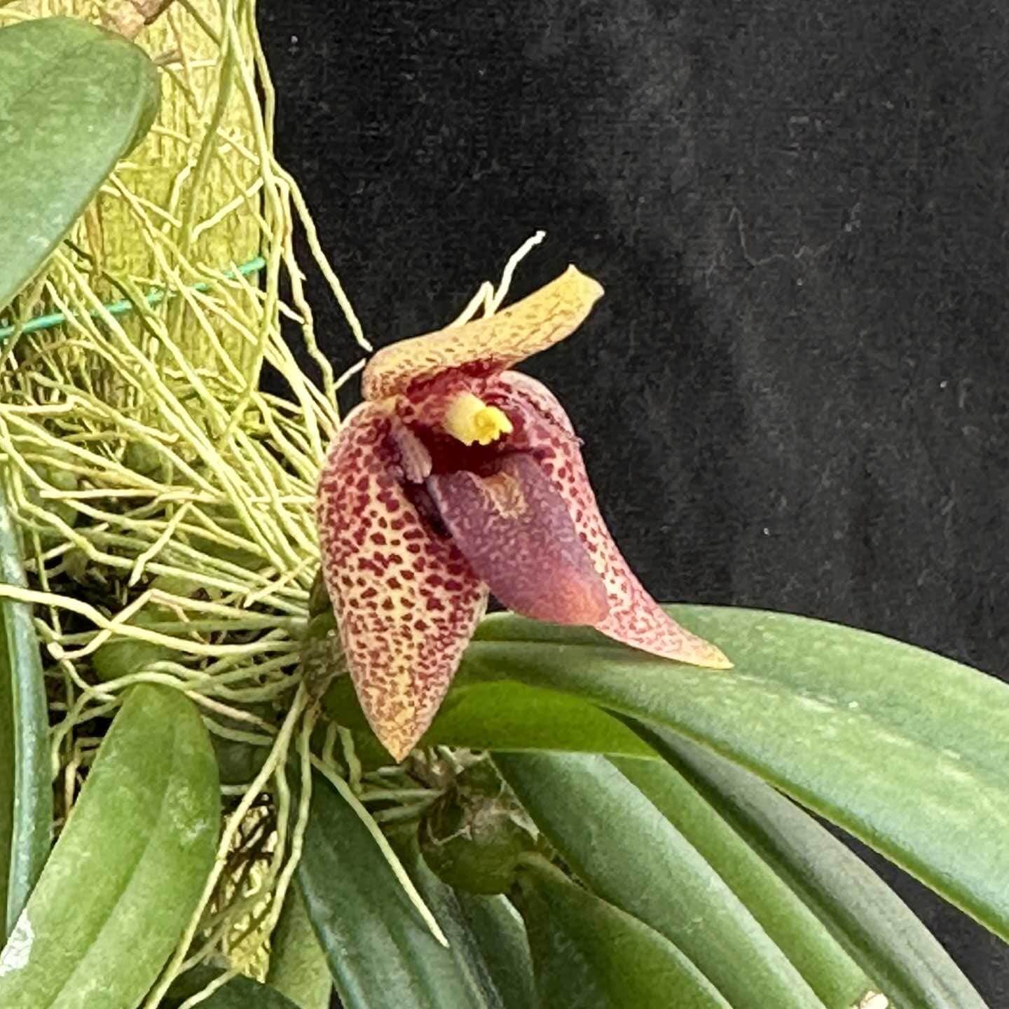 Bulbophyllum Disciflorum - Trias Disciflora