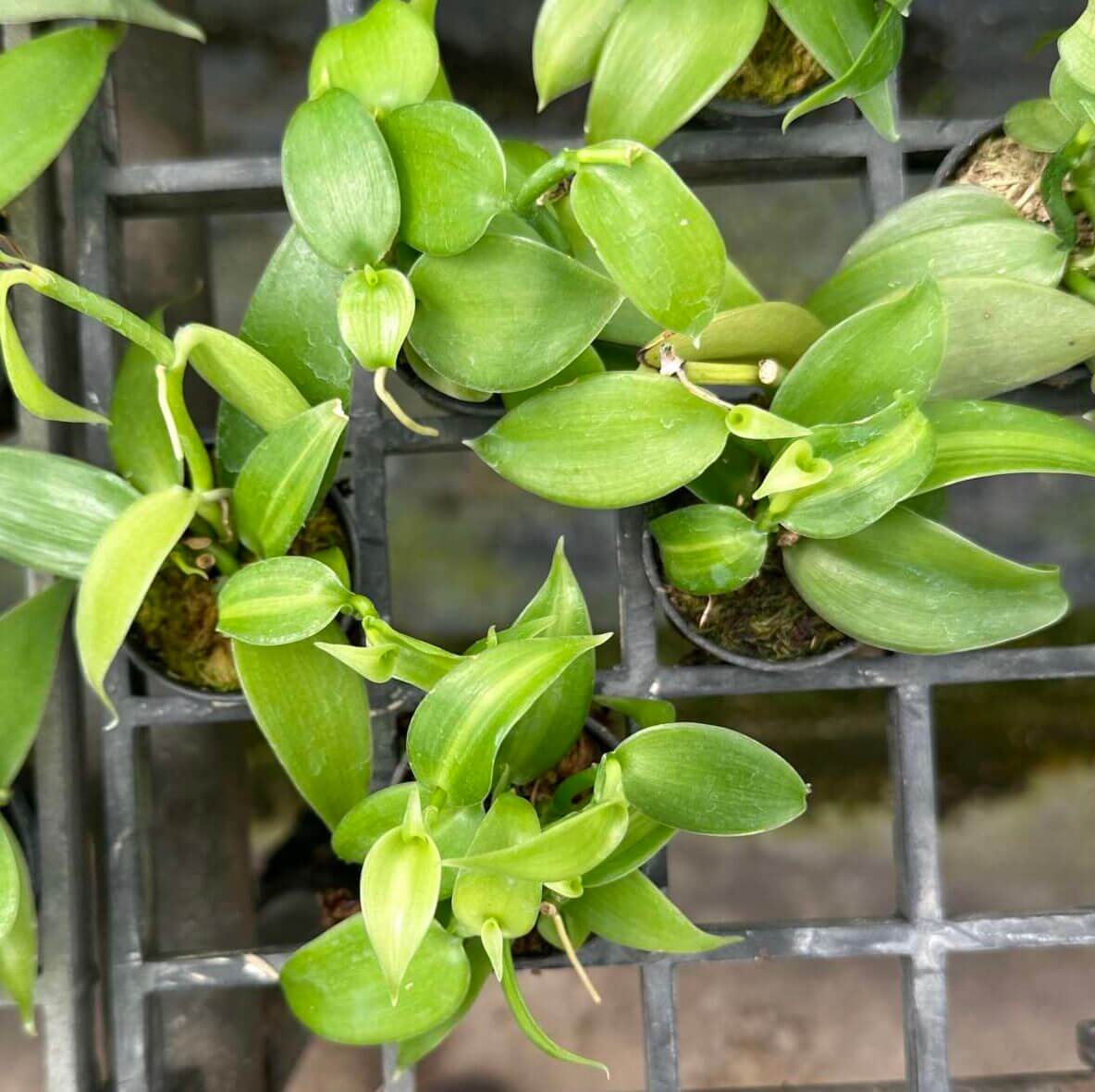 Vanilla planifolia "varigate" Tiny form