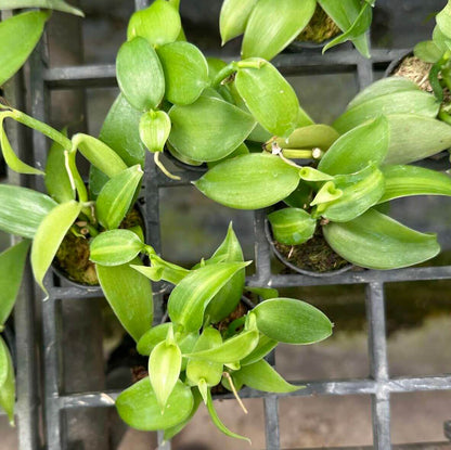 Vanilla planifolia "varigate" Tiny form