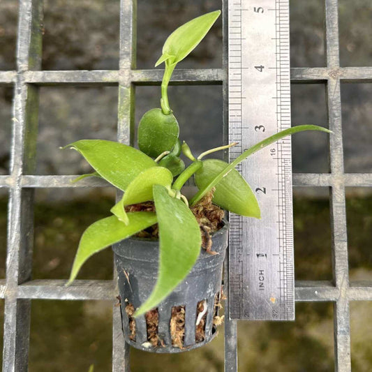 Vanilla planifolia "varigate" Tiny form