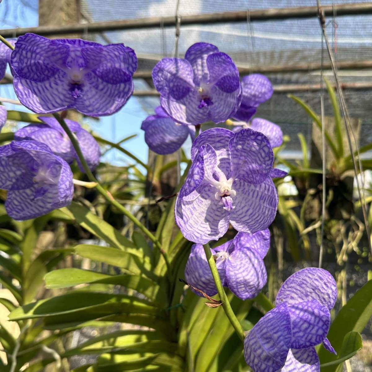 Vanda coerulea "Blue"