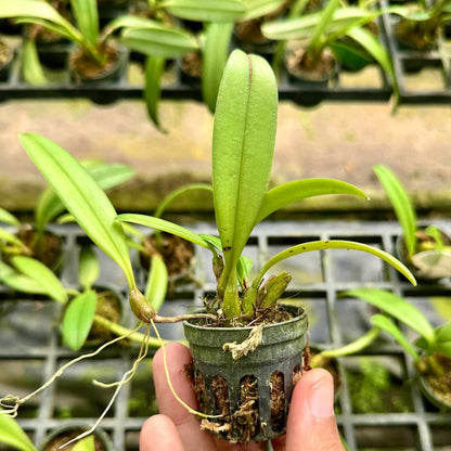 Bulbophyllum gracillimum