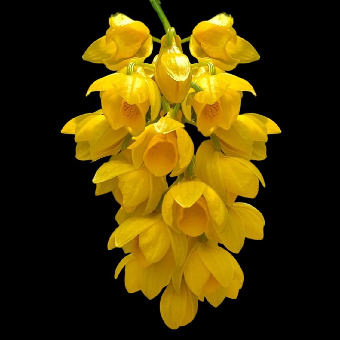 Dendrobium sulcatum