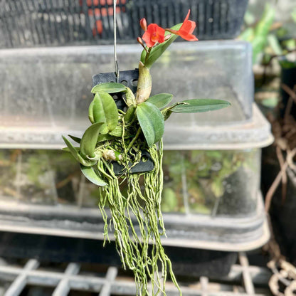 Cattleya cernua